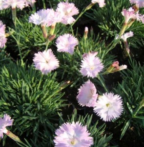 Törpe szegfű Dianthus Whatfield Wisp