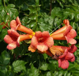 Trombitafolyondár virágok - Campsis radicans