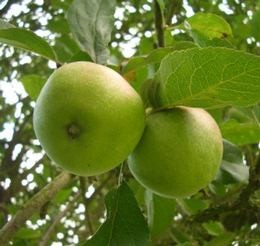 Vadalma - Malus sylvestris szabadgyökerű gyümölcsfa vad gyümölcsök