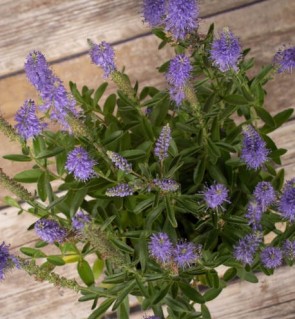 Veronica spicata Blauteppich