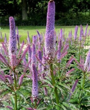 Virginiai veronika Veronicastrum virginicum Red Arrows