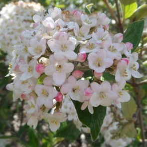 Tavaszi bangita - Viburnum x burkwoodii