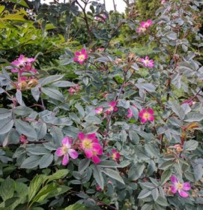 Vörös levelű rózsa Rosa glauca cserepes