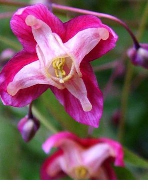 Vöröslő püspöksüveg, tündérvirág virágok - Epimedium x rubrum