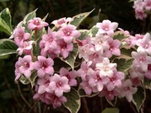 Tarka levelű rózsalonc - Weigela florida Variegata