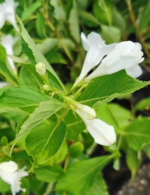 Rózsalonc fehér virágú – Weigela florida Snowflake