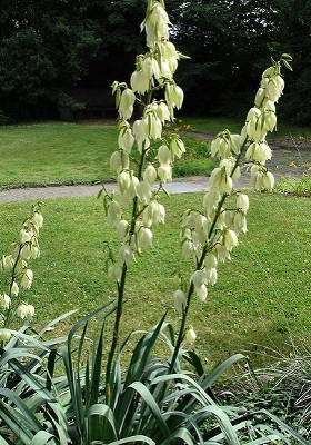 Kerti pálmaliliom - Yucca filamentosa