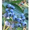 Áfonya - Vaccinium corymbosum