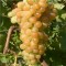 Afuz-Ali csemegeszőlő oltvány