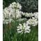 Afrikai szerelemvirág fehér - Agapanthus Duivenbrugge White