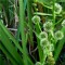 Ágas békabuzogány - cserepes tavi növény vízinövény