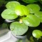 Tavi növények Amerikai békalencse - Limnobium