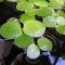 Tavi növények Amerikai békalencse - Limnobium