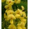 Aranyeső - Laburnum anagyroides