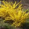 Aranycserje - Forsythia tavasszal virágzó cserje
