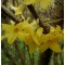 Aranyvessző virág - Forsythia
