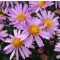 Törpe őszirózsa rózsaszín - Aster dumosus Rozika, Őszi évelő virág