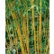 Örökzöld növények Phyllostachys Aureocaulis - Aranyszárú bambusz