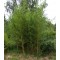 Aranyszárú bambusz Phyllostachys aureosulcata Aureocaulis