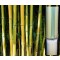 Örökzöld növények Zöld csíkos aranysárga bambusz - Phyllostachys aureosulcata Spectabilis