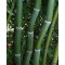 Kínai aranycsíkos bambusz szárak