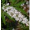 Fehér virágú barátcserje – Vitex agnus-castus Alba
