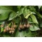 Barkócaberkenye termés - Sorbus torminalis Forrás: http://www.naturamediterraneo.com/forum/topic.asp?TOPIC_ID=33949