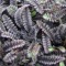 Barna lúgvirág - Leptinella squalida Platt Black