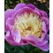 Illatos bazsarózsa rózsaszín sárga – Paeonia lactiflora Bowl of Beauty