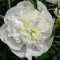 Illatos bazsarózsa fehér Paeonia lactiflora Duchesse de Nemours