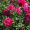 Illatos bazsarózsa Piros Paeonia Karl Rosenfield