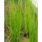 Tavi növények Békaszittyó - Juncus effusus