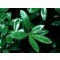 Júlia borbolya - Berberis julianae örökzöld levelű sövénycserje