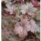 Bíborlevelű tűzeső Heuchera micrantha Palace Purple