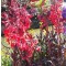 Bíboros lobélia kardinálisvirág Lobelia cardinalis Queen Victoria