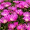Bíborvörös délvirág virágok - Delosperma cooperi