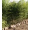 Örökzöld növények Phyllostachys bissetii földlabdás bambuszok