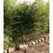 Örökzöld növények Phyllostachys bissetii földlabdás bambuszok