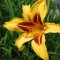 Aranysárga virágú sásliliom - Hemerocallis Bonanza