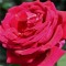 Krimzon pirosteahibrid vágó rózsa - Rosa Mister Lincoln - Konténeres rózsák