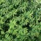 Bőrlevelű orbáncfű levelek - Hypericum calycinum Rose von Sharon