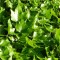 Borostyán - Hedera helix - örökzöld talajtakaró kúszó növény