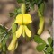 Borsófa - Caragana arborescens