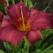 Borvörös, Burgundi piros virágú sásliliom - Hemerocallis