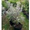 Ezüstös levelű törpe nyáriorgona - Buddleja davidii Silver Anniversary