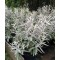 Ezüstös levelű törpe nyáriorgona - Buddleja davidii Silver Anniversary