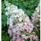 Bugás hortenzia fehér rózsaszín Hydrangea paniculata Ruby