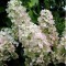 Bugás hortenzia - Hydrangea panniculata Pink Lady