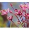 Tavi növények Virágkáka virágok - Butomus