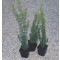 Örökzöld puszpáng cserepes növények - Buxus sempervirens